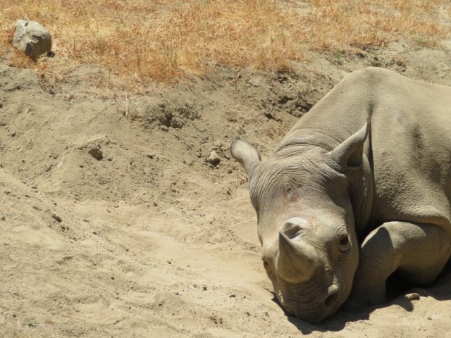 San Fransisco Zoo (39).JPG